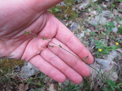 Melica mutica