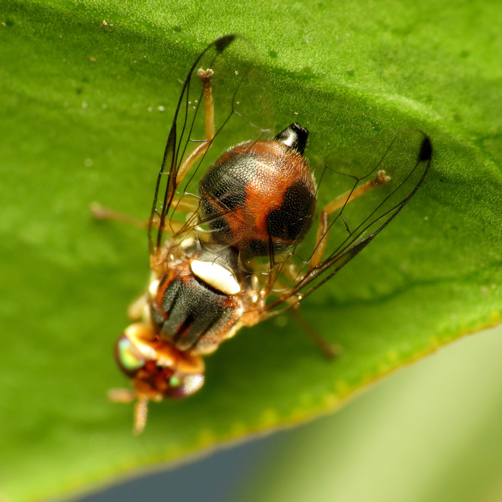 Mosca del olivo en una planta