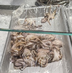 Amphioctopus membranaceus