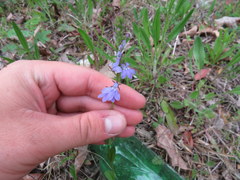 Lobelia gattingeri