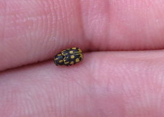 Pachybrachis deceptor