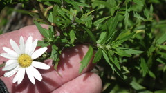 Osmitopsis osmitoides