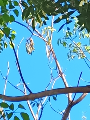 Roseodendron donnell-smithii