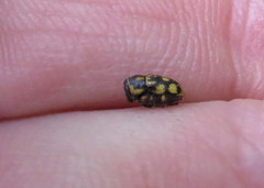 Pachybrachis deceptor