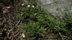 Osmitopsis osmitoides