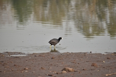 Fulica americana