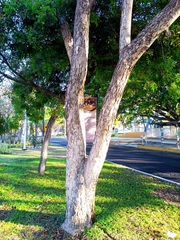 Roseodendron donnell-smithii