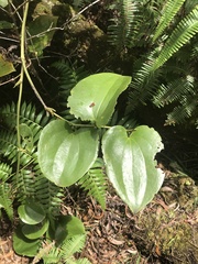 Smilax melastomifolia
