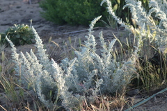 Artemisia pycnocephala