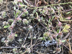 Chorizanthe cuspidata cuspidata