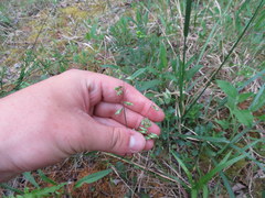 Melica mutica