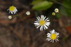 Erigeron vernus