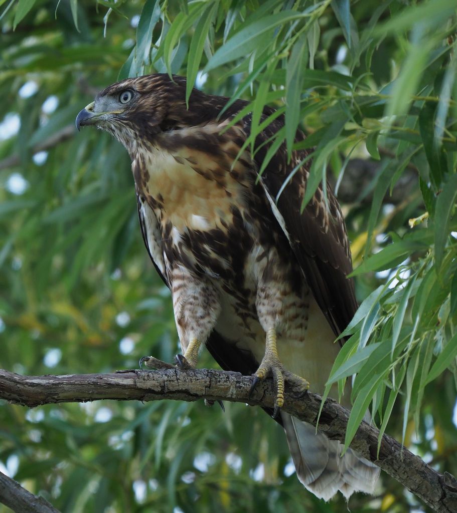 Redtailed Hawk (Birds of the Preserve at Shaker Village) · iNaturalist