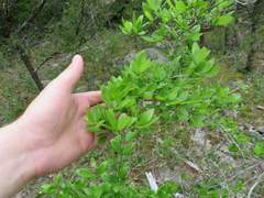Forestiera ligustrina