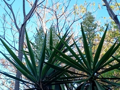 Yucca gigantea