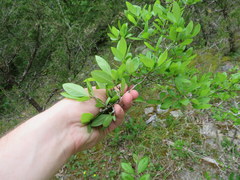 Forestiera ligustrina