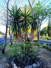 Yucca gigantea