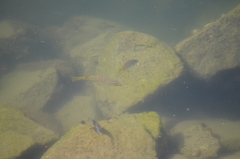 Lutjanus novemfasciatus