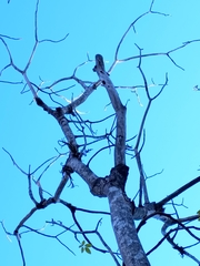 Roseodendron donnell-smithii