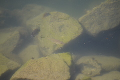 Lutjanus novemfasciatus