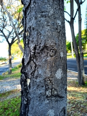 Roseodendron donnell-smithii