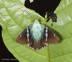 Astraptes fulgerator azul