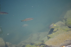 Lutjanus novemfasciatus