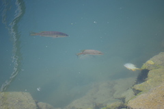 Lutjanus novemfasciatus