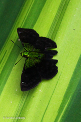 Gorgopas trochilus