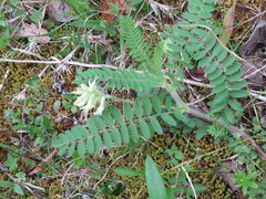 Astragalus tennesseensis