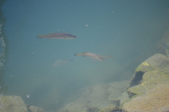 Lutjanus novemfasciatus