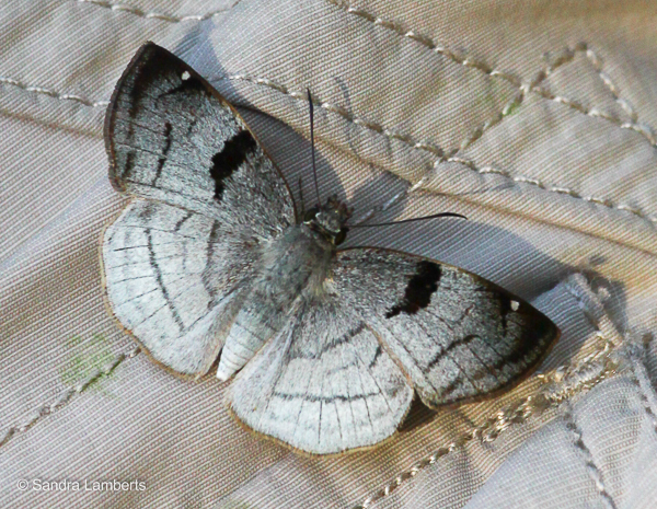Carrhenes decens