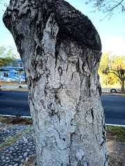 Roseodendron donnell-smithii