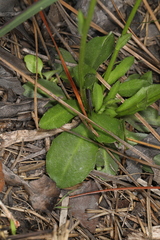 Erigeron vernus