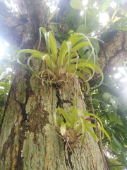 Tillandsia elongata