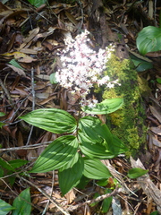Maianthemum paniculatum