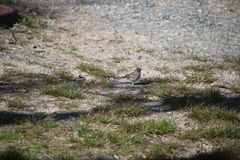 Spizella passerina passerina