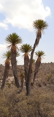 Yucca periculosa