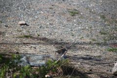 Spizella passerina passerina