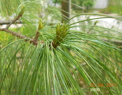 Pinus wallichiana