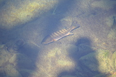 Lutjanus novemfasciatus