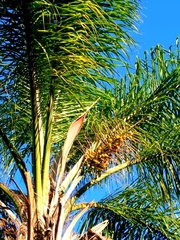 Syagrus romanzoffiana