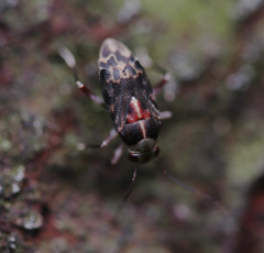 Bothriomiris dissimulans