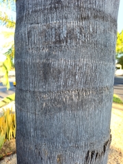 Syagrus romanzoffiana