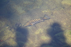 Lutjanus novemfasciatus