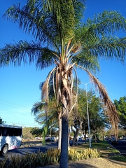 Syagrus romanzoffiana