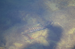 Lutjanus novemfasciatus