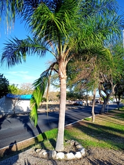 Syagrus romanzoffiana