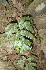 Tectaria fuscipes