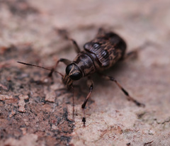 Acorynus cylindricus